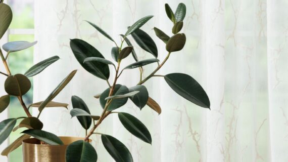 Perdea Viola 280cm, crem